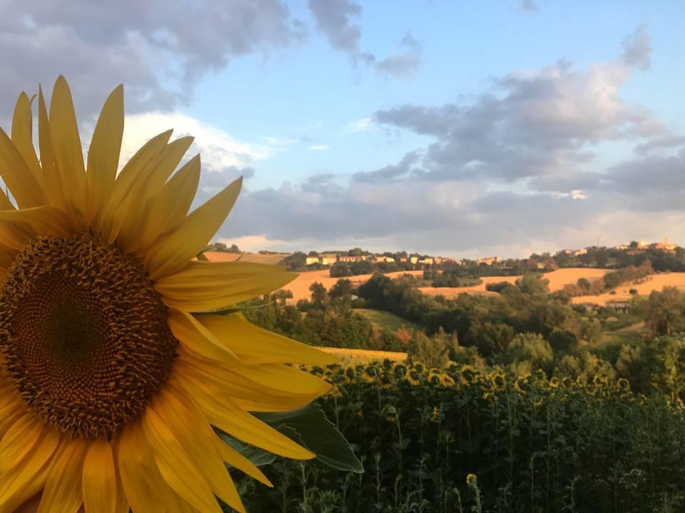 Bed & Breakfast Il Giardino *